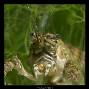 Crayfish ! by Beate Seiler 